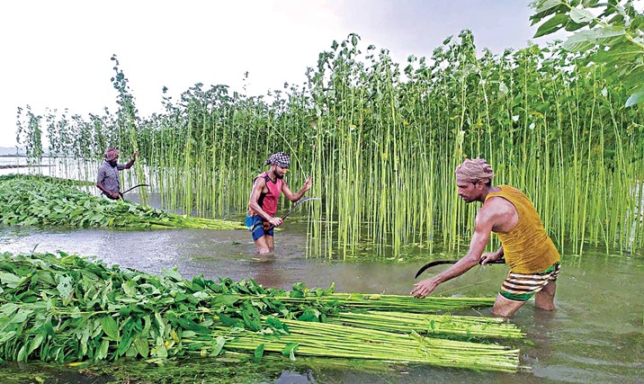 Origin Of Jute